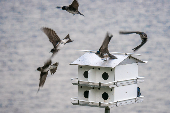 Happy Purple Martins