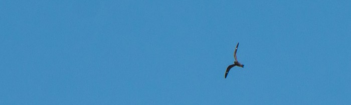 Nighthawk Over the River During the Day