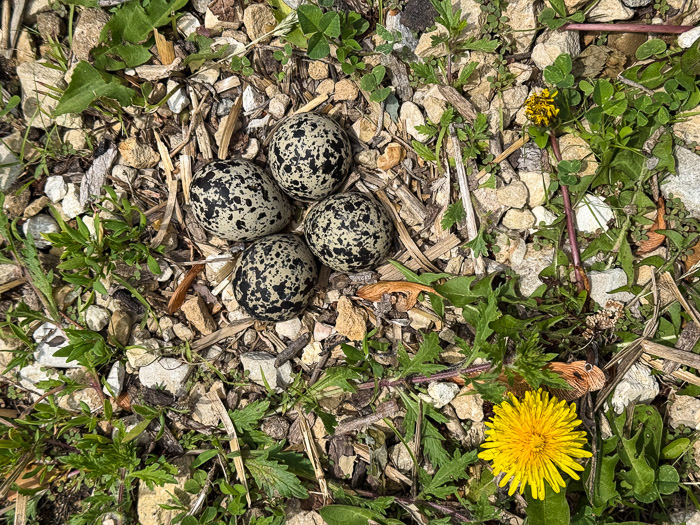 Killdeer <q>Nest</q> on the Driveway