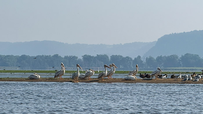 White Pelicans