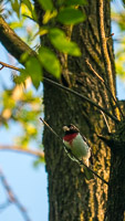 009 Birds Guttenberg 2025 Pikes Peak Iowa 