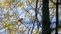 010 Birds Guttenberg 2025 Pikes Peak Iowa 