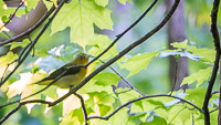 011 Birds Guttenberg 2025 Pikes Peak Iowa 