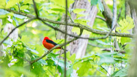 012 Birds Guttenberg 2025 Pikes Peak Iowa 