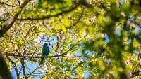 015 Birds Guttenberg 2025 Pikes Peak Iowa 