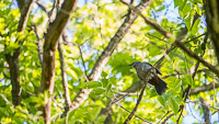 018 Birds Guttenberg 2025 Pikes Peak Iowa 
