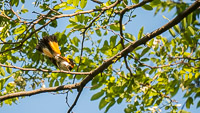 019 Birds Guttenberg 2025 Pikes Peak Iowa 