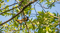 020 Birds Guttenberg 2025 Pikes Peak Iowa 