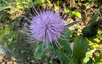 1014 Guttenberg 2025 Pikes Peak Iowa Roadside Flowers 2025 