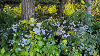 1026 Guttenberg 2025 Pikes Peak Iowa Roadside Flowers 2025 