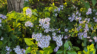 1027 Guttenberg 2025 Pikes Peak Iowa Roadside Flowers 2025 