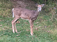 1051 Critters Guttenberg 2025 Pikes Peak Iowa 