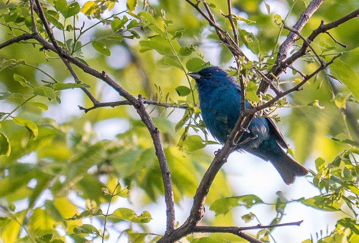 Indigo Bunting Indigo Bunting