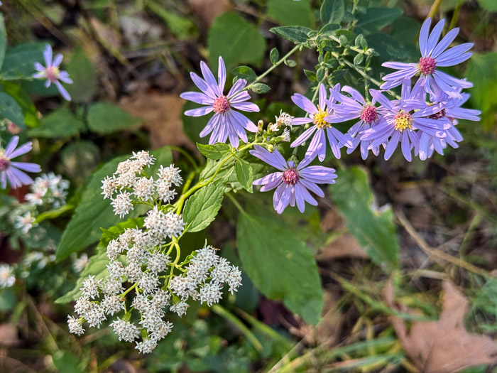 Asters & White Snakeroot Asters & White Snakeroot
