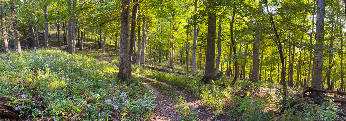 Trail Winding Under Oaks Trail Winding Under Oaks