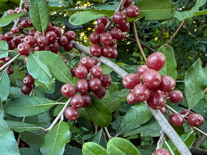 Autumn Olive Berries Autumn Olive Berries