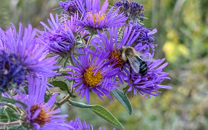 Bee on New England Asters Bee on New England Asters