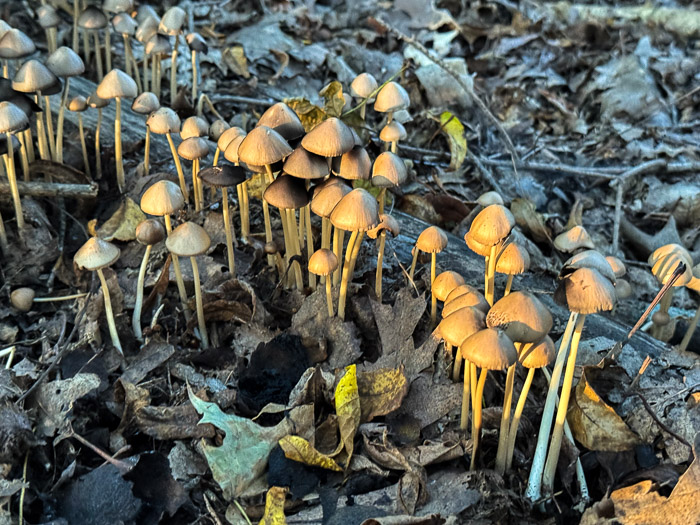 Mushroom Forest Mushroom Forest