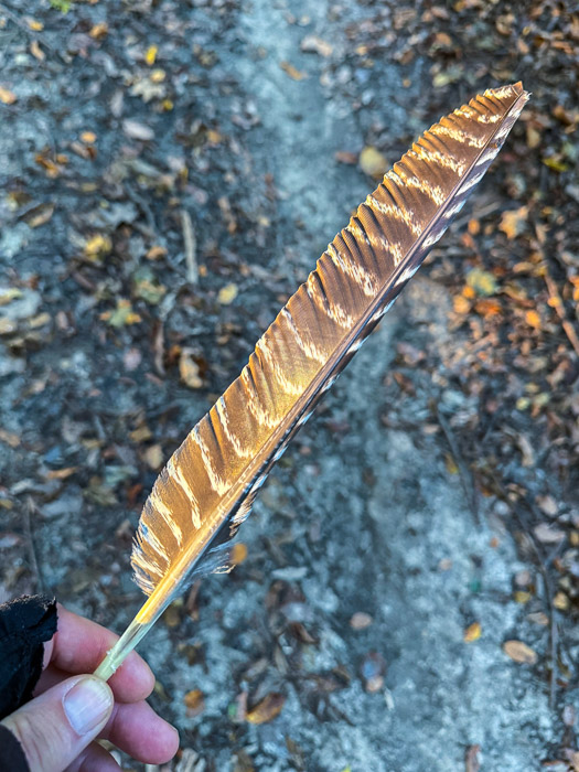 Wild Turkey Feather Wild Turkey Feather