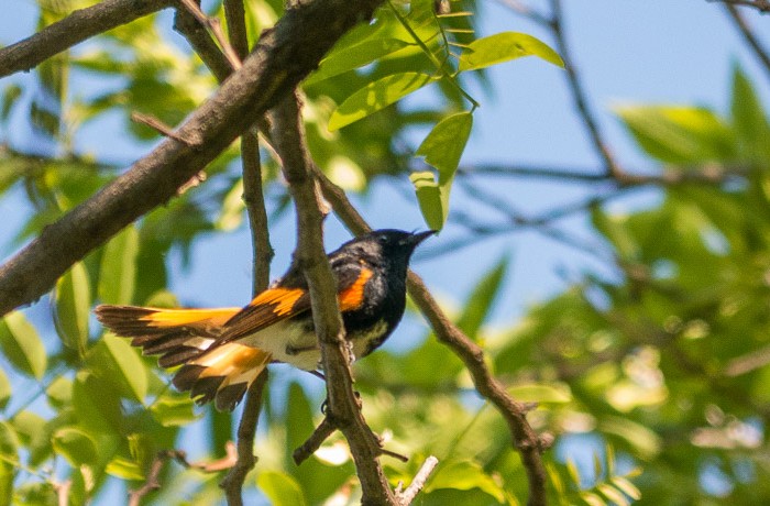 American Redstart American Redstart
