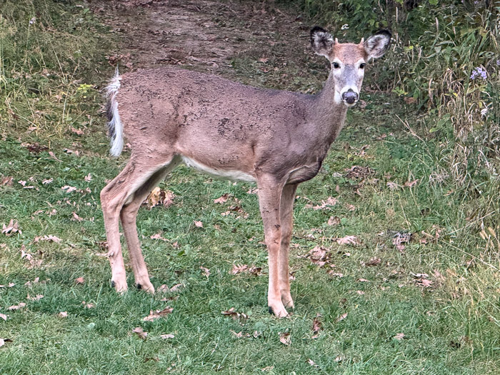 Young Buck Young Buck
