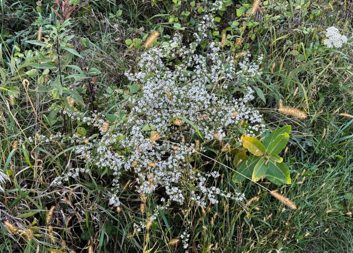 Calico Asters Calico Asters