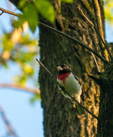 Rose-Breasted Grosbeak Rose-Breasted Grosbeak