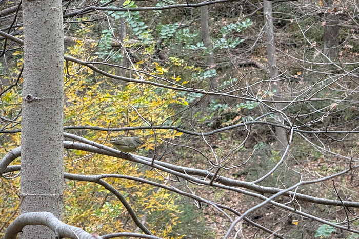 Unidentified Warbler