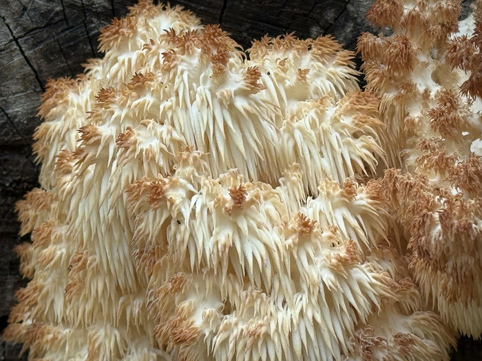 Lion's Mane Detail
