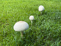 0015 Ragbrai 2025 Roadside Flowers 2025 Mushrooms