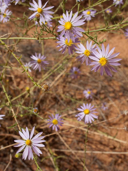 Asters
