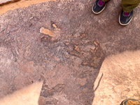 0053 Lake Powell Utah 2020 Dinosaur Tracks