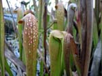 Pitcher Plant