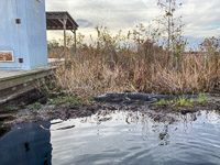 040 Critters Okefenokee 2021 Nancy Pelosi Alligator