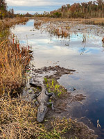 041 Critters Okefenokee 2021 Nancy Pelosi Alligator