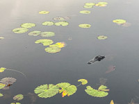 045 Critters Okefenokee 2021 Nancy Pelosi Alligator