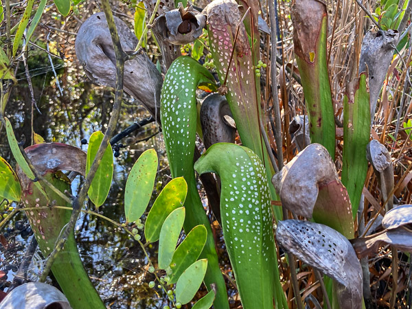 Hooded Pitcher Plants