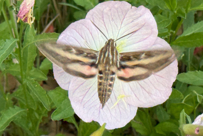 Hawk Moth (Sphinx Moth)