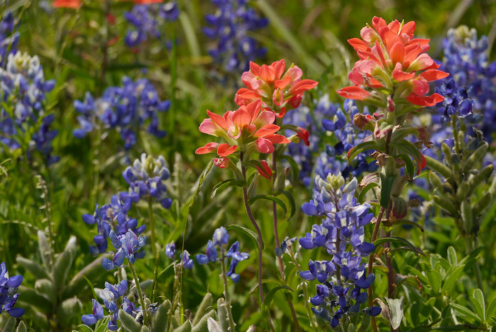 Blue Bonnets & Indian Paintbrush