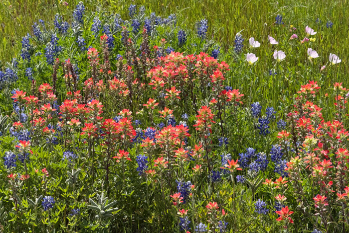 Red, Blue, & Pink