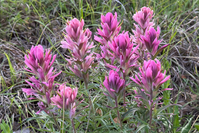 Purple Paintbrush