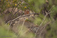 Nine Mile Canyon 078