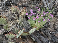 Nine Mile Canyon 097