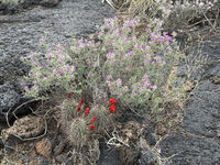 Nine Mile Canyon 101