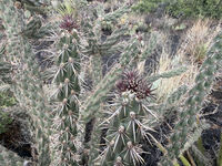 Nine Mile Canyon 105