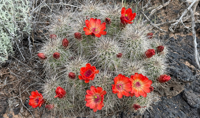 Malpaís Cactus in Bloom