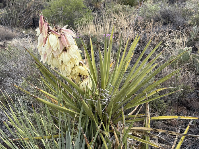 Malpaís Yucca in Bloom