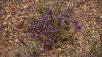 Petrified Forest 07