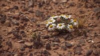 Petrified Forest 08