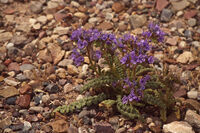 Petrified Forest 09